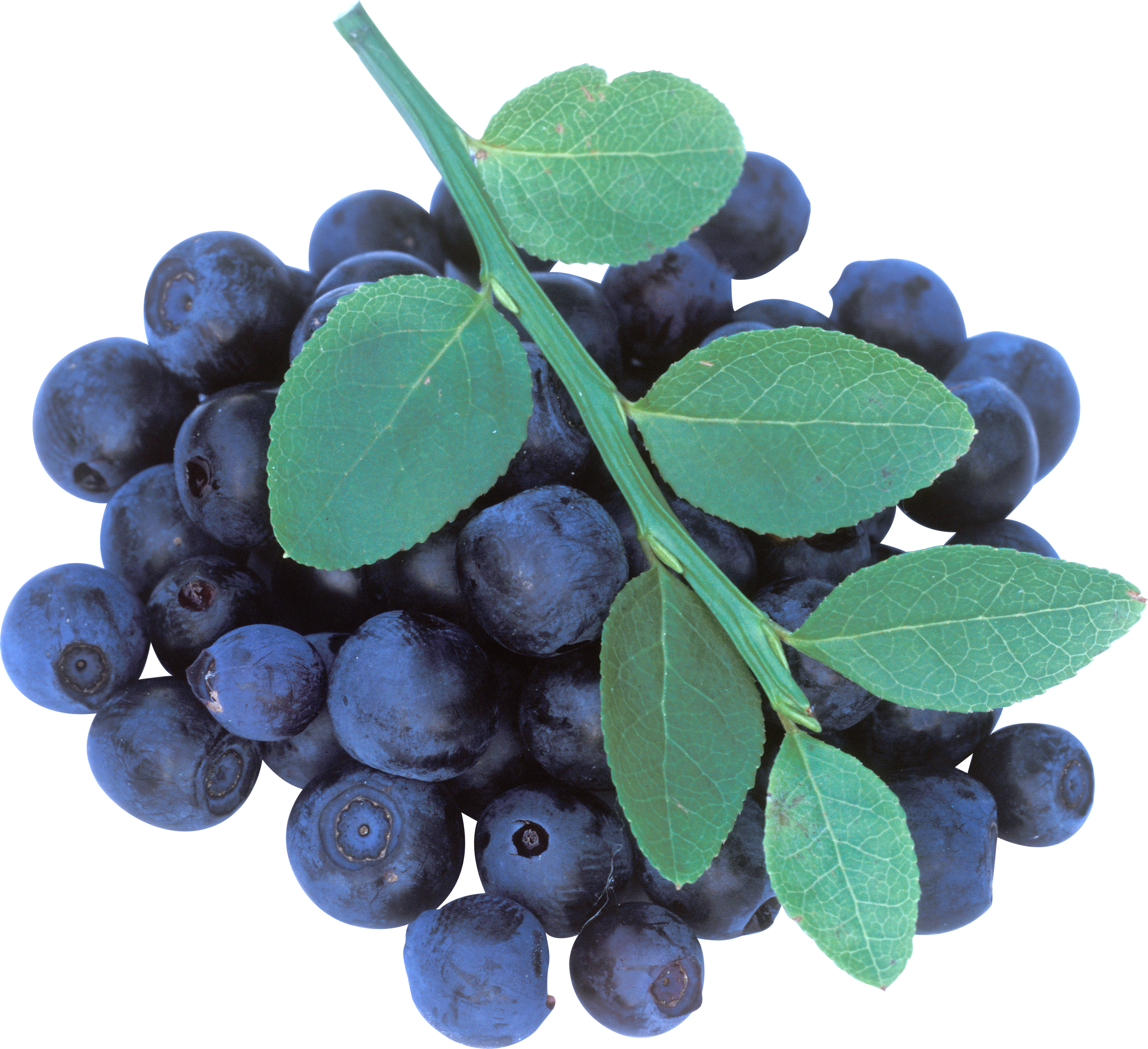 Sugar Cubes, Sunflower Seeds, Blueberry, Flowering - Blueberries On Tree Png (3385x3092), Png Download