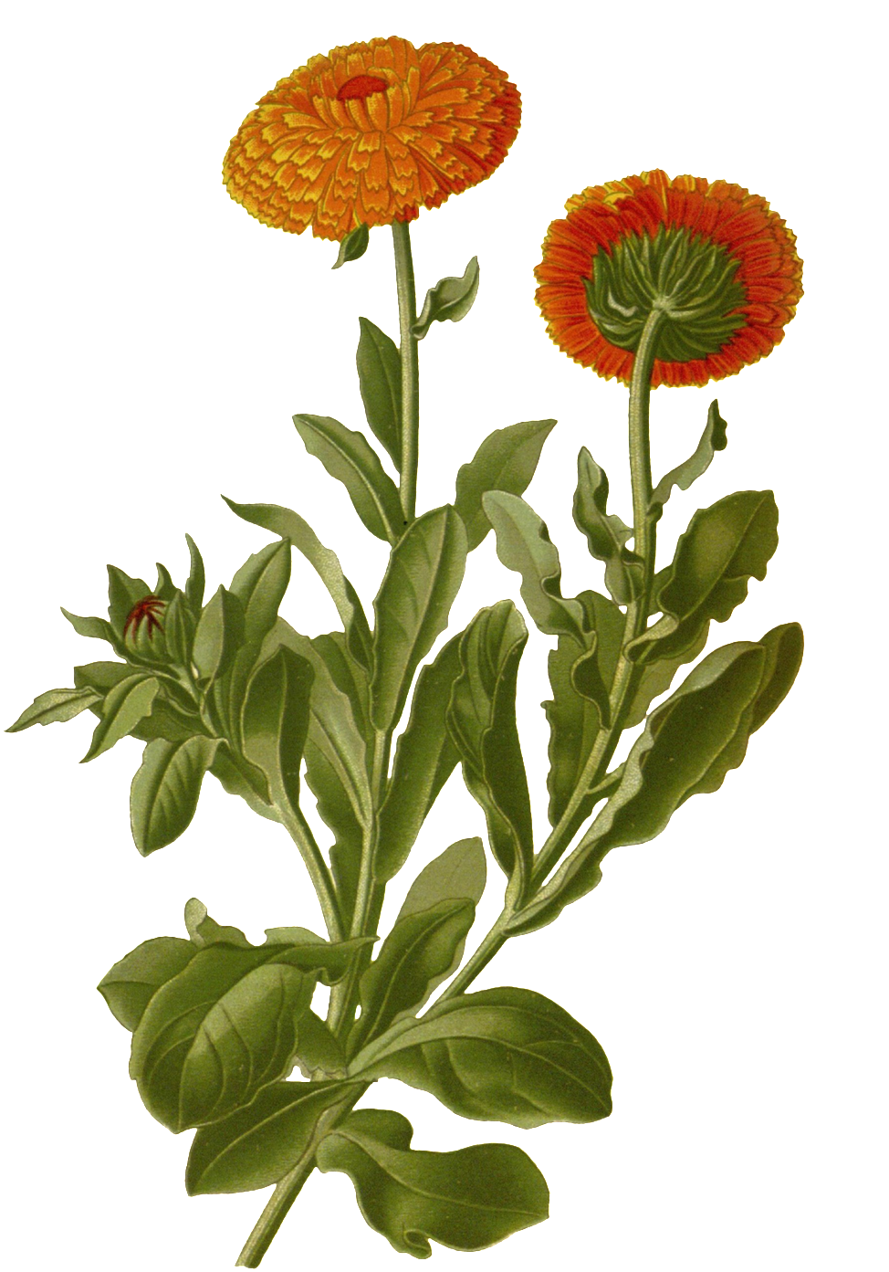 Hand Painted Two Chrysanthemum Flower Branches Transparent - Calendula Botanical (1024x1409), Png Download