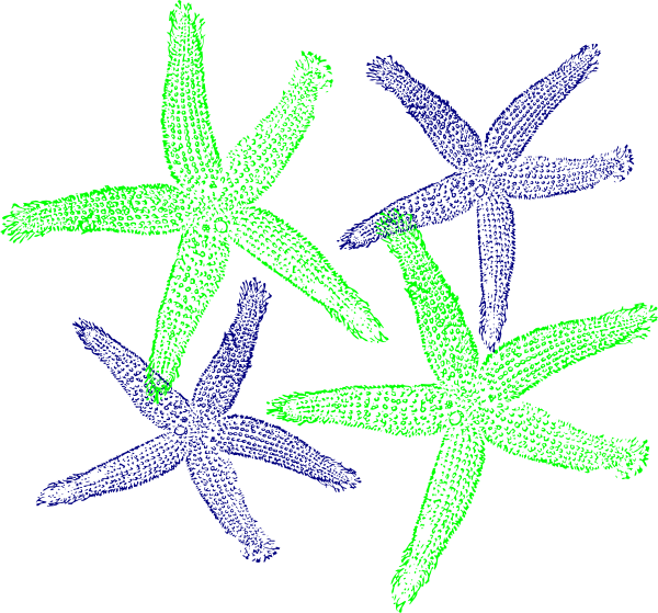 How To Set Use Starfish Prints Clipart (600x559), Png Download