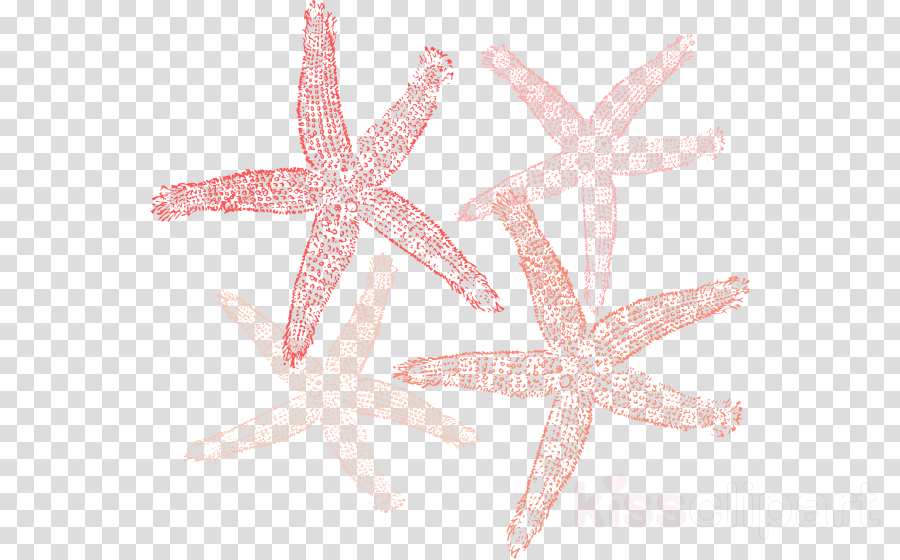 Coral Colored Starfish Png Clipart Starfish Clip Art - Title Frame Background Png (900x560), Png Download
