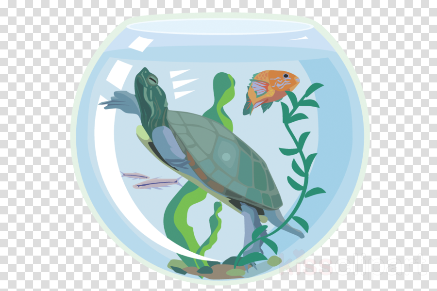 Turtle In Tank Clipart Turtle Aquarium Clip Art - Transparent Background White Plate (900x600), Png Download