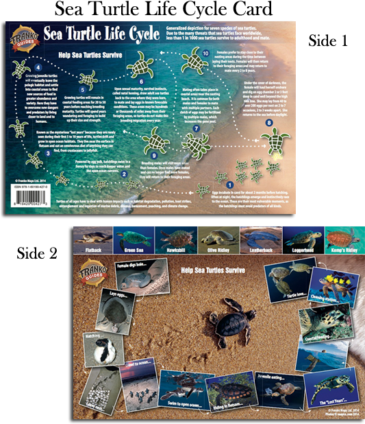 Sea-turtle - Franko Maps Sea Turtles Life Cycle Card (540x633), Png Download