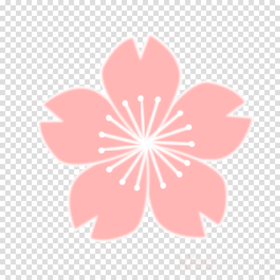Sakura Png Clipart Cherry Blossom Clip Art - Cherry Blossom Drawing (900x900), Png Download
