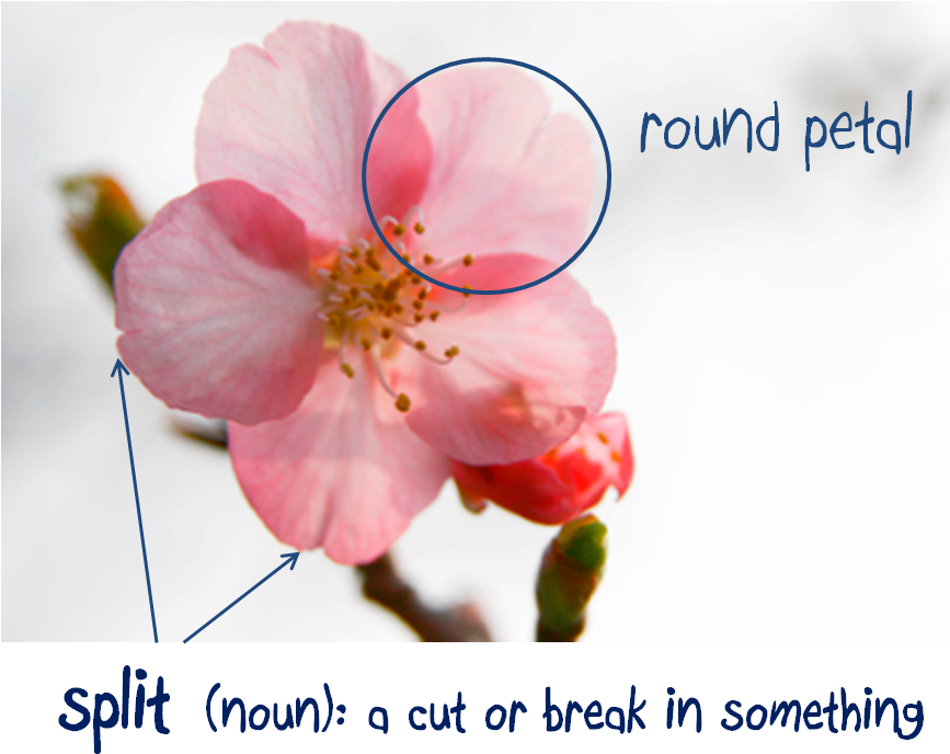 Cherry Blossoms Have 5 Round Circle Petals That Generally (881x703), Png Download