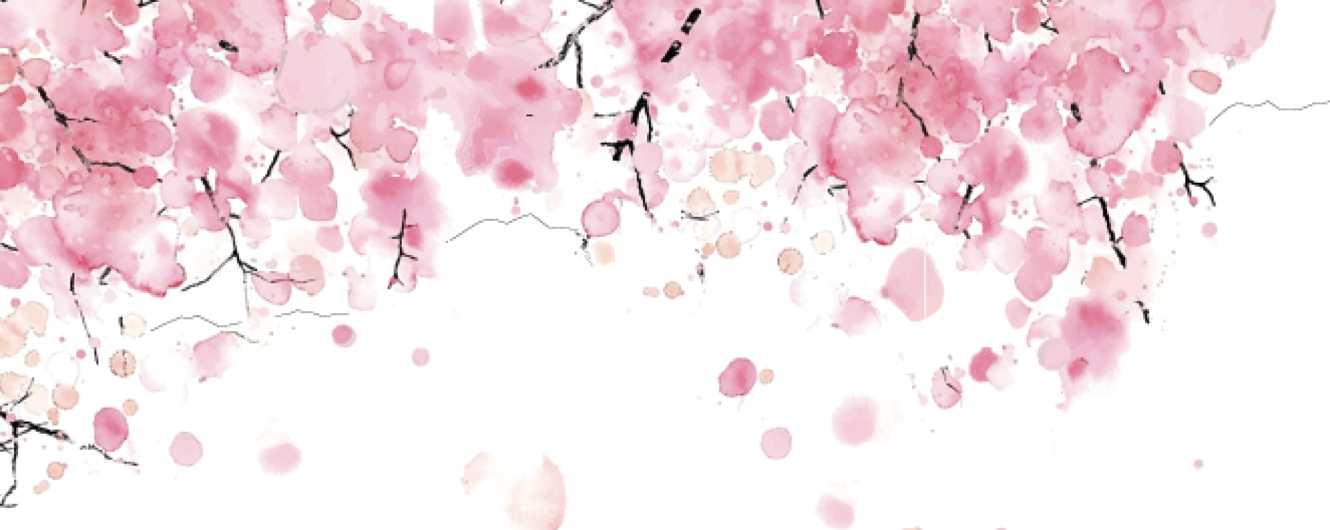 Cherry Blossom (1920x765), Png Download