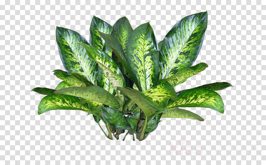 Plant Texture Png Clipart Plants - Png Format Png Flowers Plants (900x560), Png Download