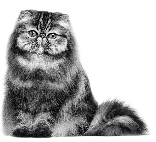 Persian Cat - Royal Persian Cat (675x595), Png Download