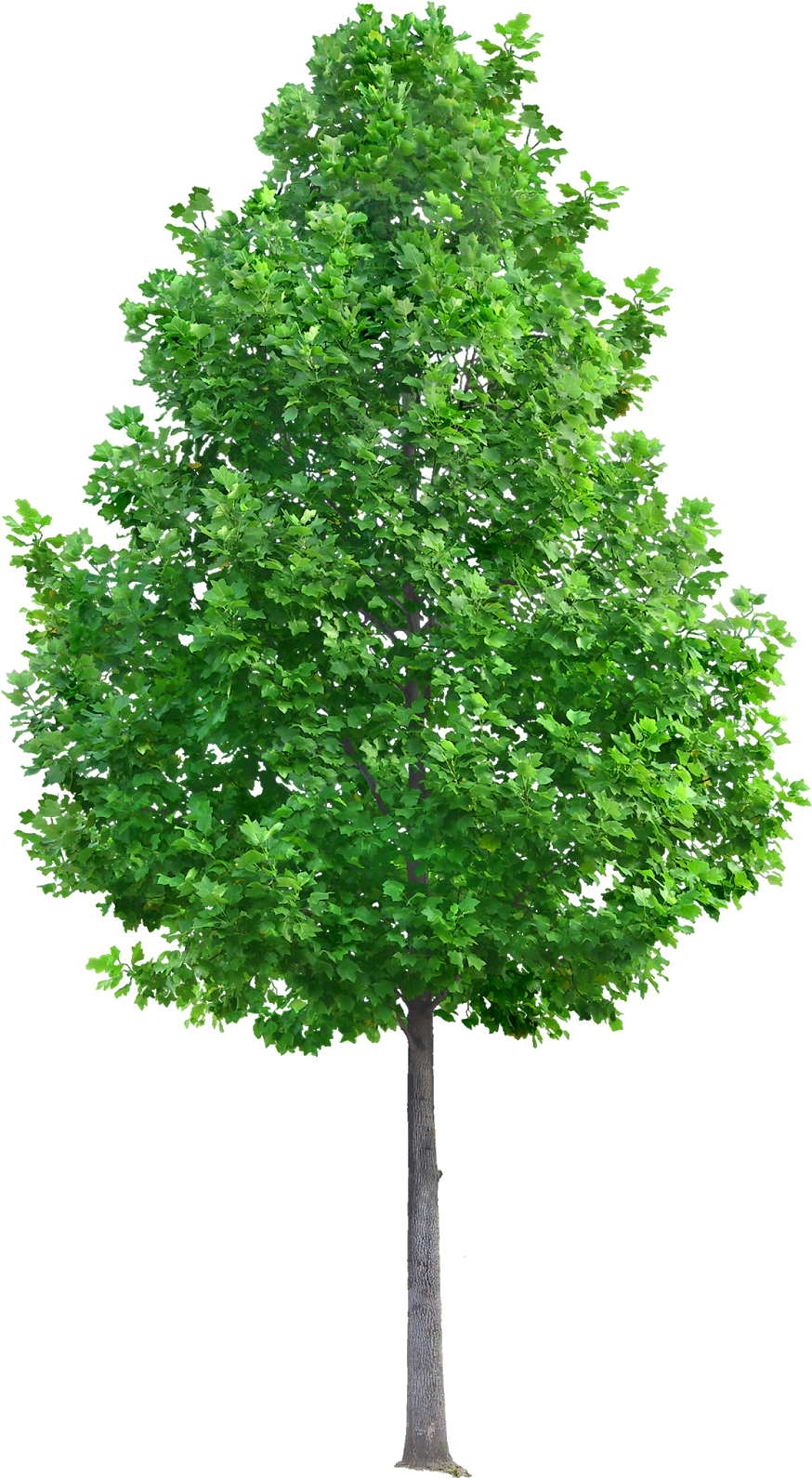 Pin By Ar - Tree Png (900x1600), Png Download