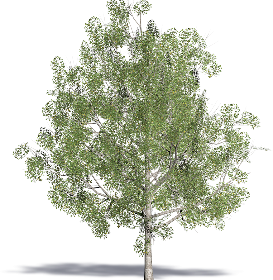 3d Viewview - Mexican Pinyon (1000x1000), Png Download