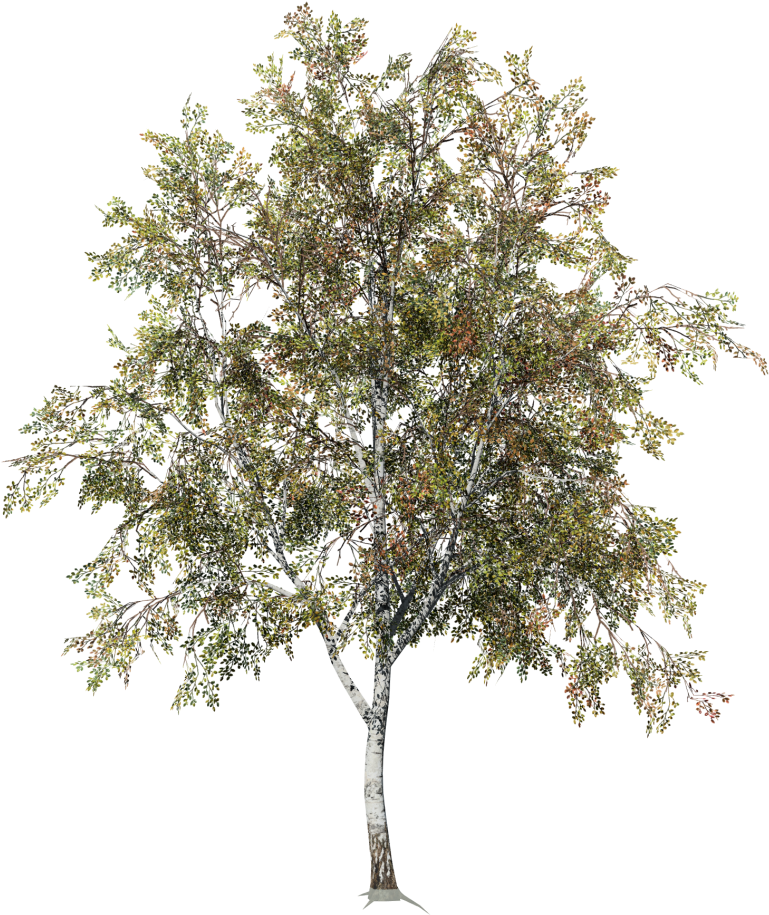 Desktop Field - Paper Birch (1080x1080), Png Download