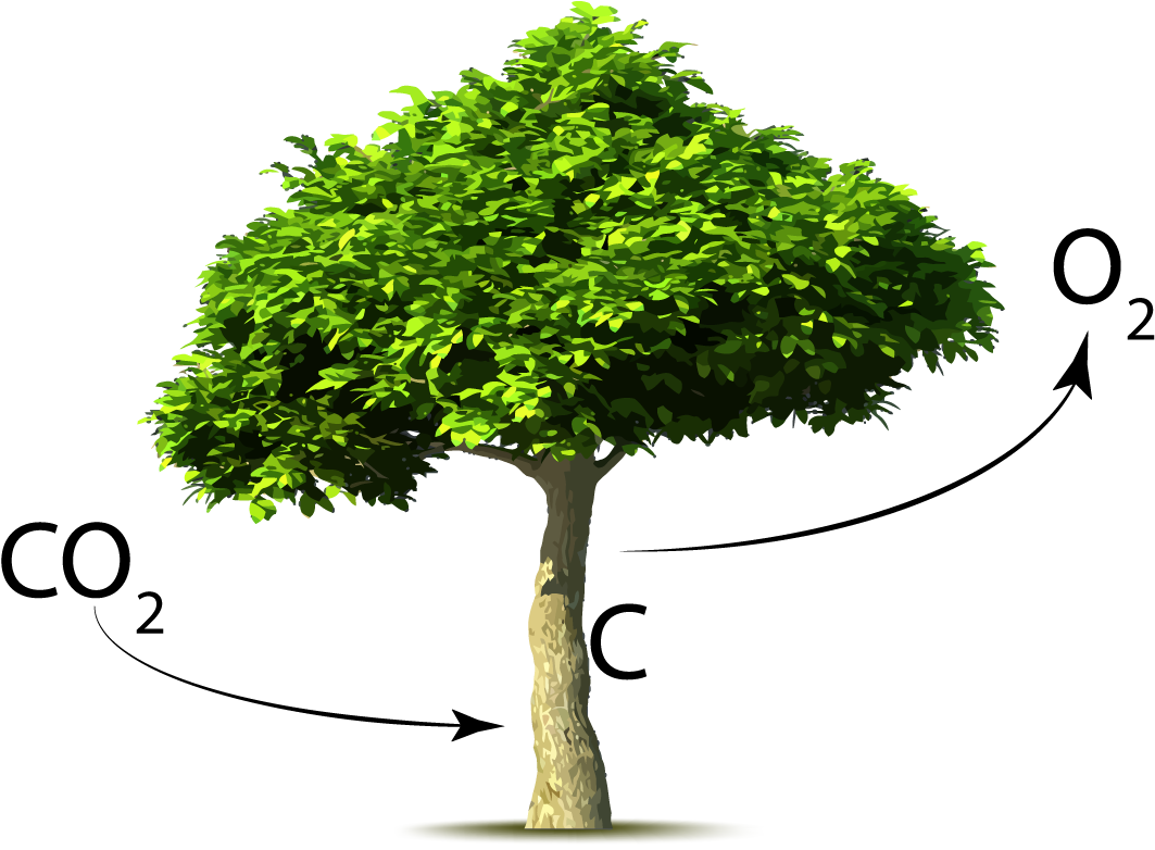 A Brief History Of The Earth's Co2 - Arbol Con Dioxido De Carbono (1280x800), Png Download