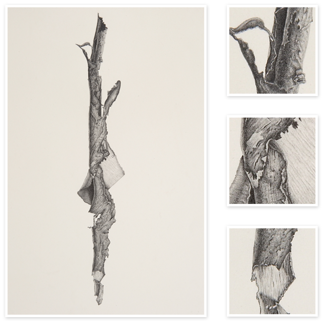 Svg Stock Artichoke Drawing Charcoal - Art (660x660), Png Download