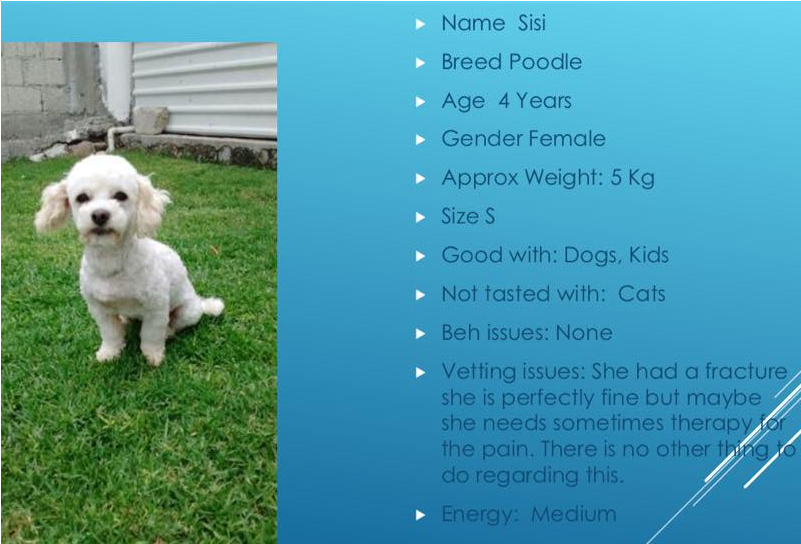 Poodle Png (800x750), Png Download