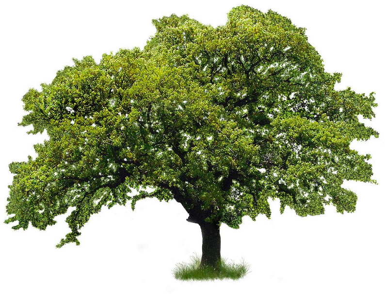 River Birch (800x650), Png Download