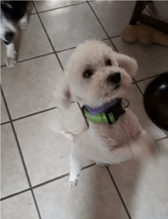 Adult Rate - Dog (800x750), Png Download