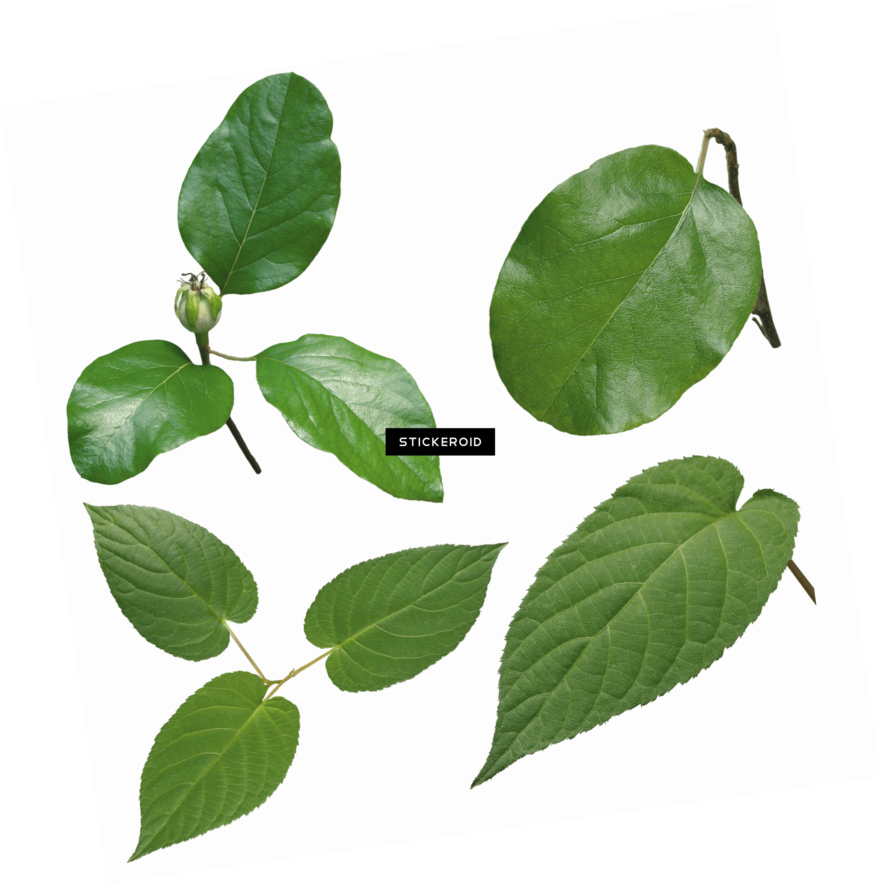 Green Leaves (2897x2905), Png Download