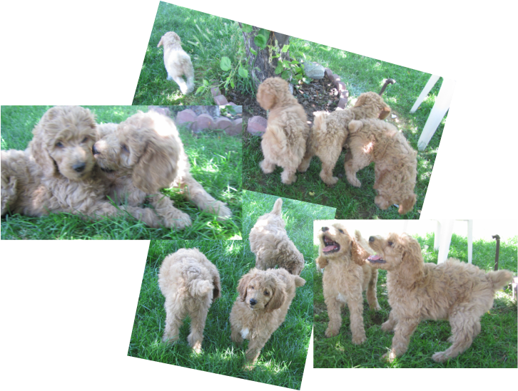 Southeast Idaho Poodles Home - Poodle (726x549), Png Download