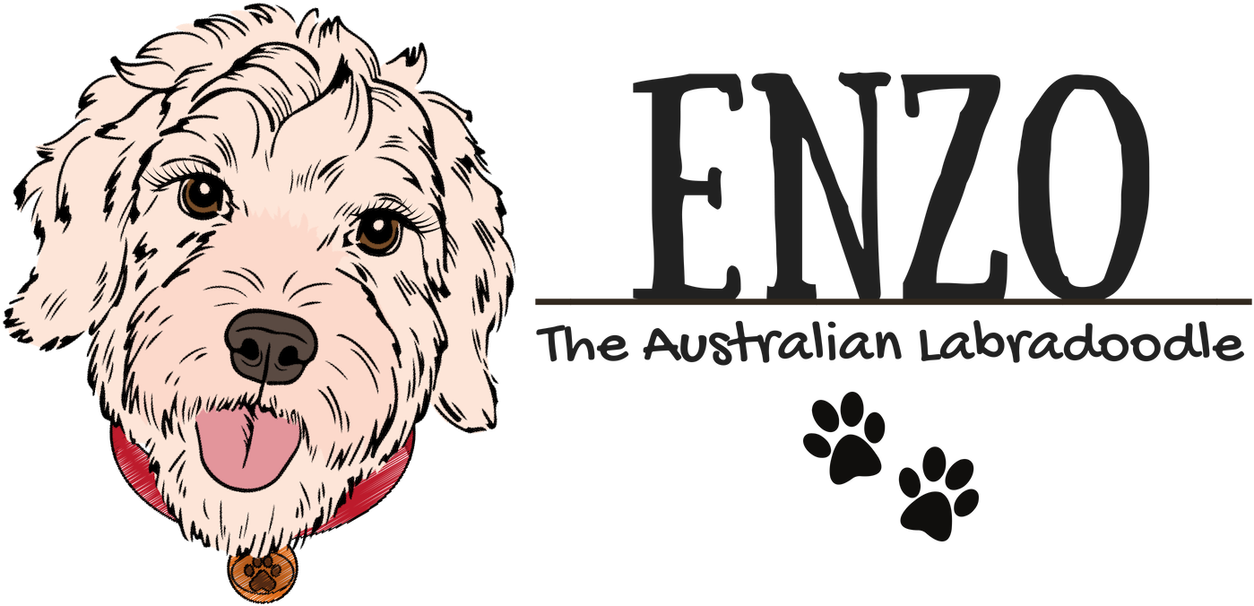 Enzo The Australian Labradoodle - Labradoodle (1500x1500), Png Download