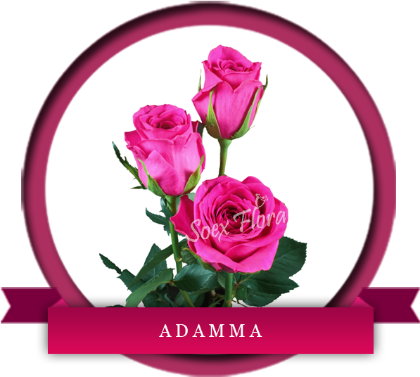 Hot Pinks (600x600), Png Download