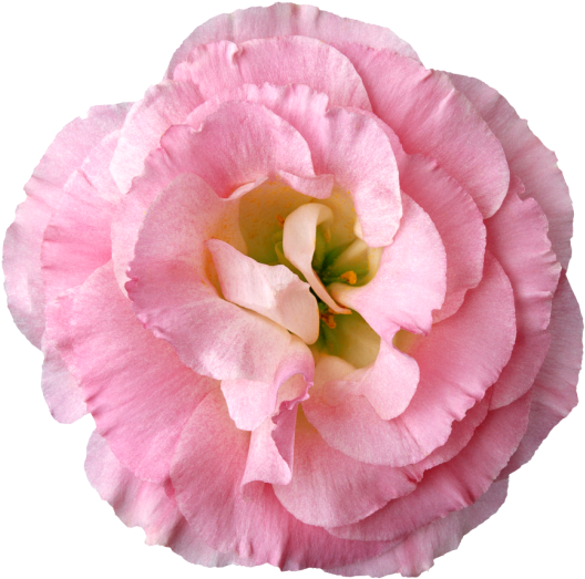 Яндекс - Фотки - Floral Rose Dangle Earrings (800x800), Png Download