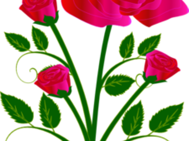Rose (640x480), Png Download