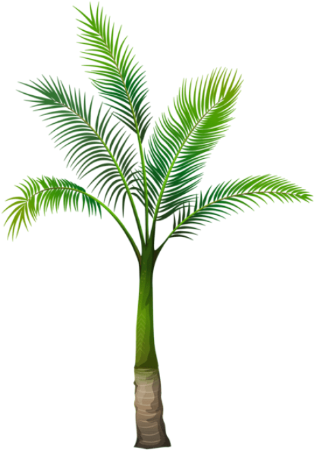 Free Png Palm Tree Png Images Transparent - Palm Tree Without Background (481x664), Png Download