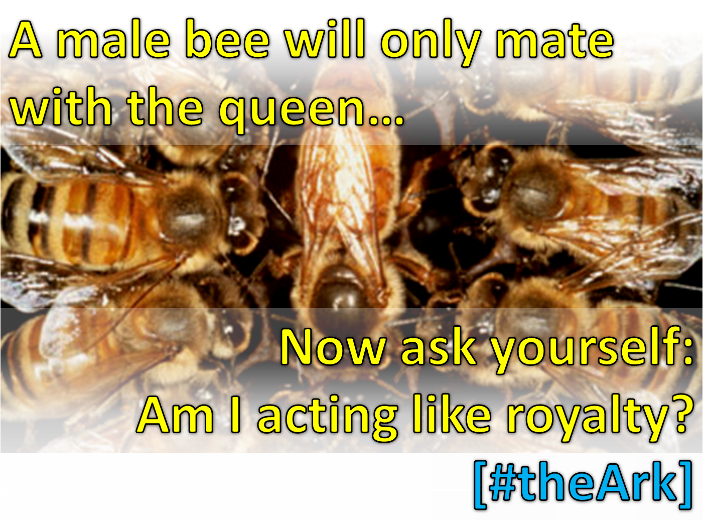 Queenbee - Pheromones Of Social Bees [book] (1549x1075), Png Download