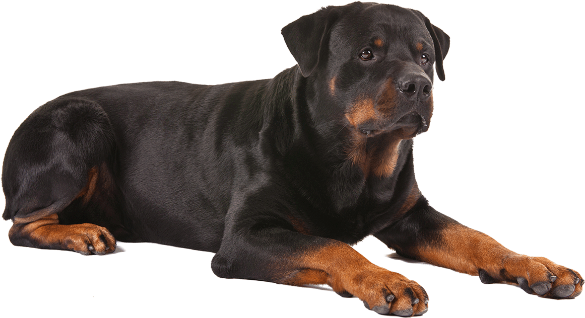 Dog Sitting Png Download - One Large Pet Cooling Gel Mat (1170x780), Png Download