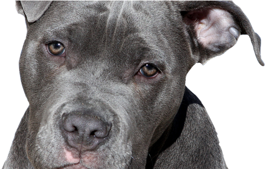 Long Does Pit Bulls Live (606x336), Png Download