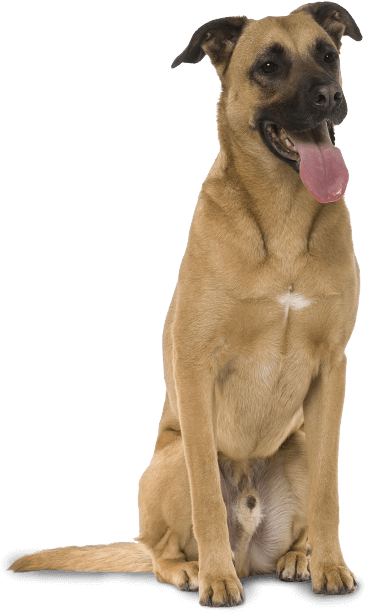 Benji Was A Pretty Amazing Mutt, Always There To Help - Mongrel (372x615), Png Download