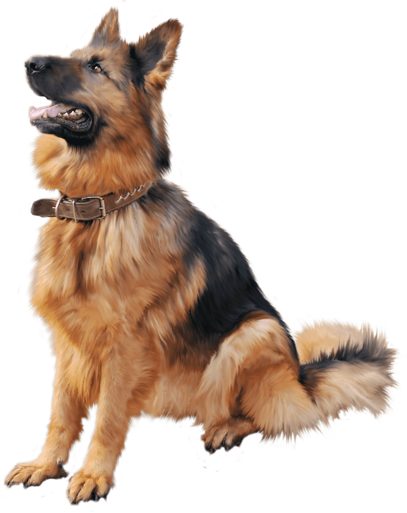 Dog Training Louisville - German Shepherd Dog Png (1300x1639), Png Download
