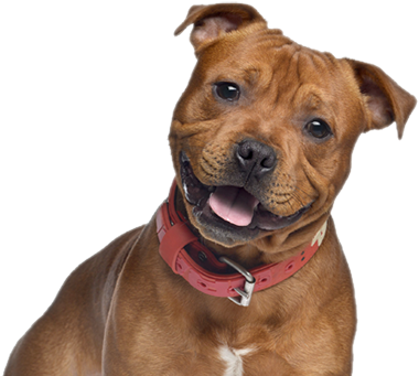 Canine Care - Godog Furballz Tough Plush Dog Toy With Chew Guard (400x350), Png Download
