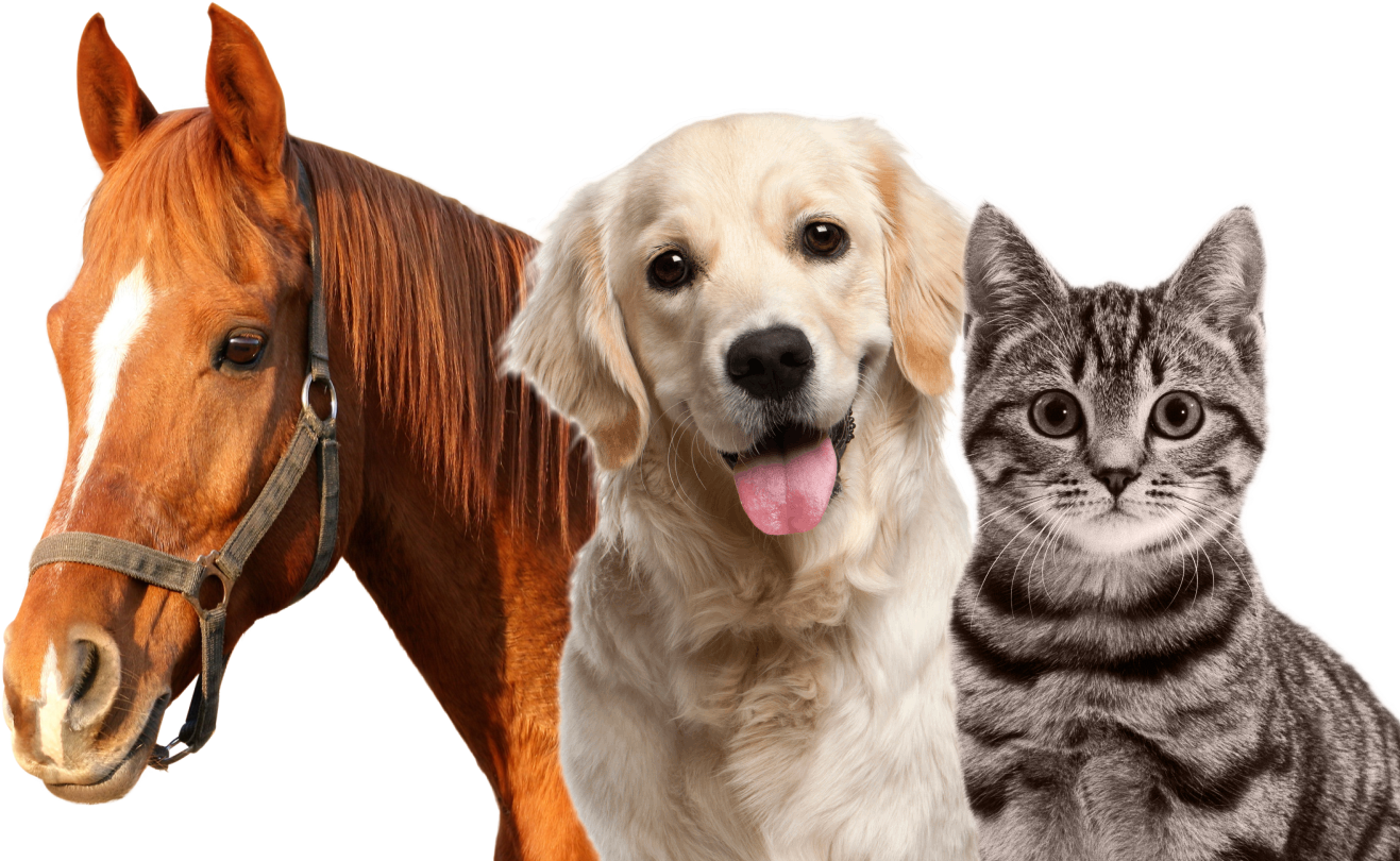 Год собаки лошадь. Собака кошка лошадь. Кот собака и лошадь. Кот и собака. Лошадь и собака вместе.