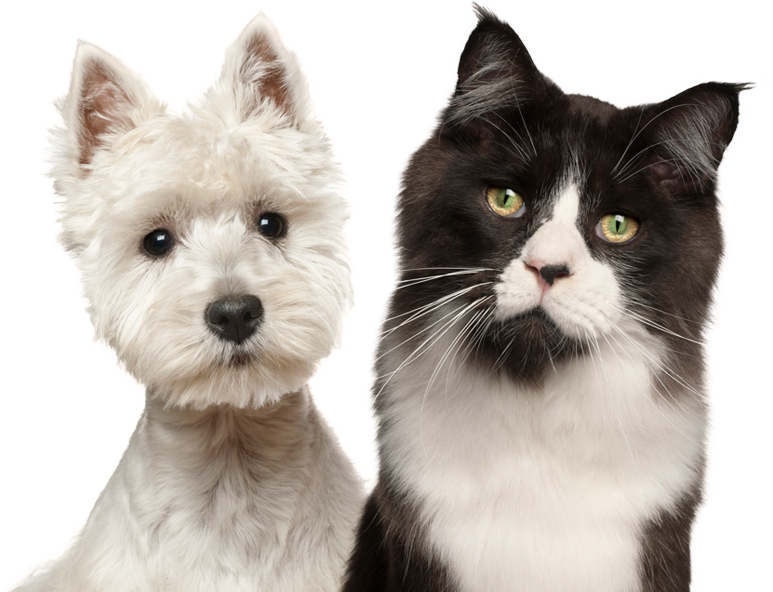 Westie Dog And Cat - West Highland White Terrier Felis Catus (773x592), Png Download