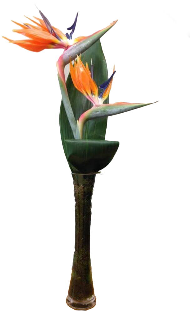 Floristry (1000x1000), Png Download