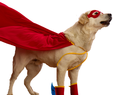 Super - Dog Costumes Transparent Png (459x384), Png Download
