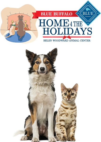 3 Million Dogs And Cats Slept Soundly This Past Holiday - Blue Buffalo Home For The Holidays (438x604), Png Download
