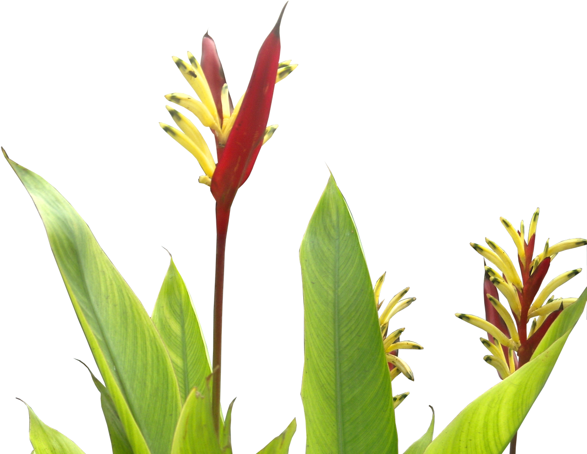 Heliconia Psittacorum - Tropical Plants Flower Png (1210x945), Png Download