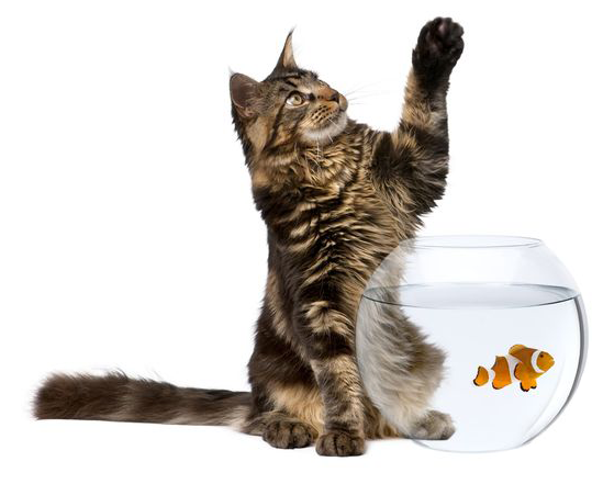 Different Types Of Pets (609x553), Png Download
