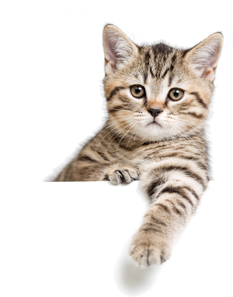 Cat Sitting In Your Home - Toilet Train Your Cat By Paul Kunkel (335x453), Png Download