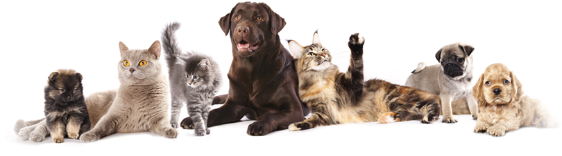 Lake Forest Animal Clinic - Grooming For Dogs And Cats (940x225), Png Download