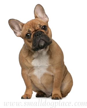 Blissful Dog Black Masked Fawn French Bulldog Nose (337x397), Png Download