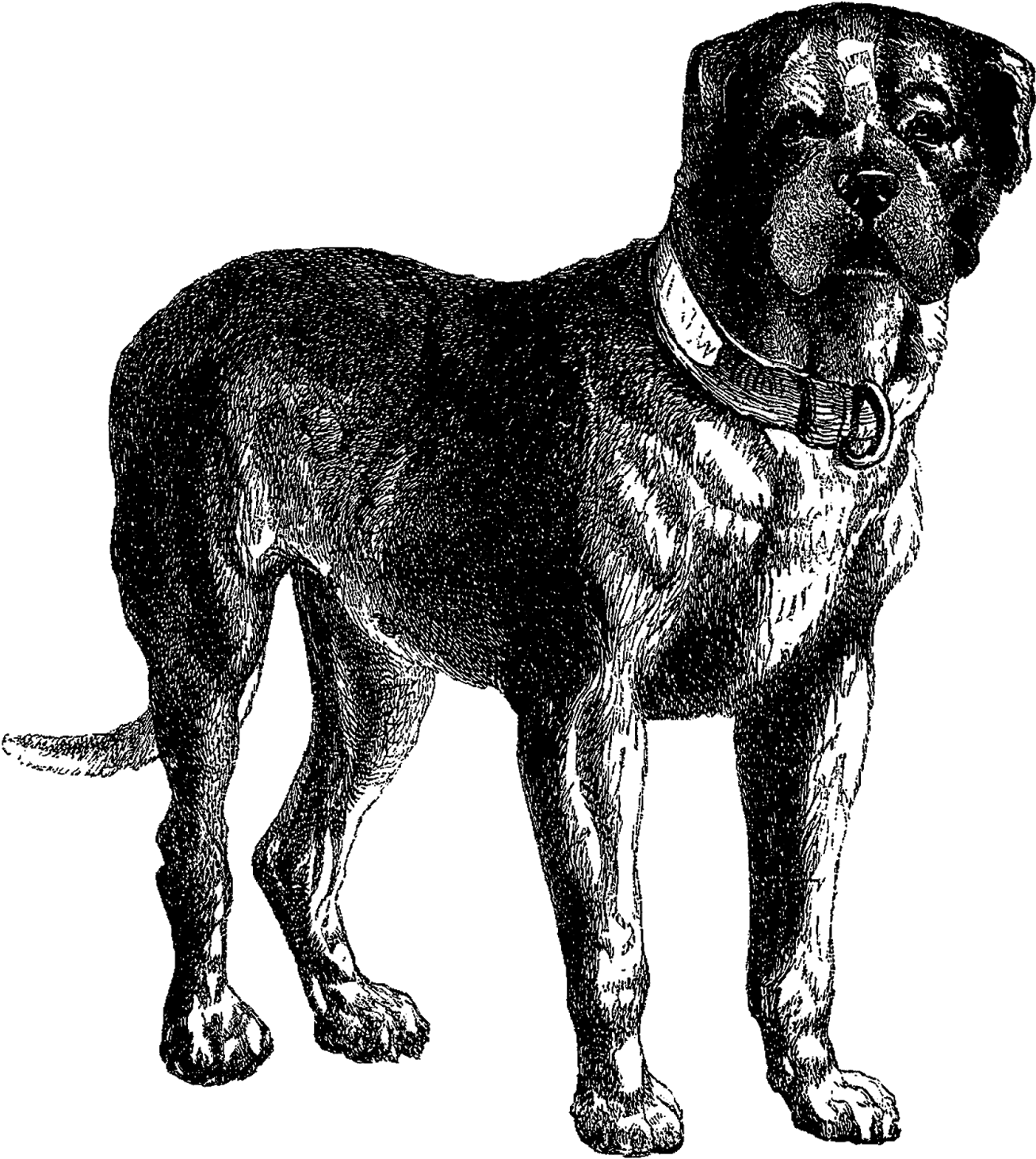 Clipart Black Mastiff Dog - Vintage Dog Illustration Transparent (1459x1600), Png Download