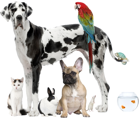 Dogs, Cats, Birds And Fish - Health And Safety In Pet Shops (444x376), Png Download