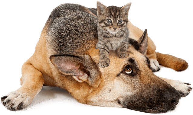 Learn More - Berger Allemand Et Chaton (700x427), Png Download