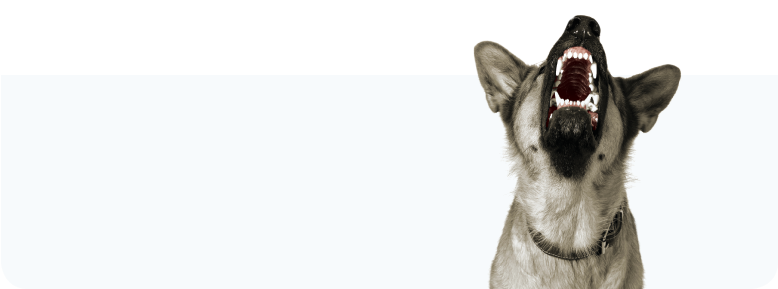 Dog (777x340), Png Download
