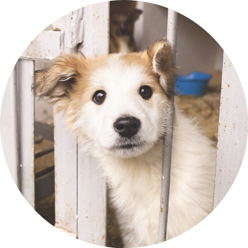 Reduce Pet Homelessness - Miss Mollies Rescue Dogs (1000x1000), Png Download