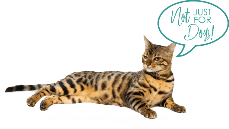 Bengal Cat (759x427), Png Download