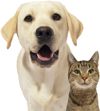 Dog-cat - Dog Yawns (370x357), Png Download