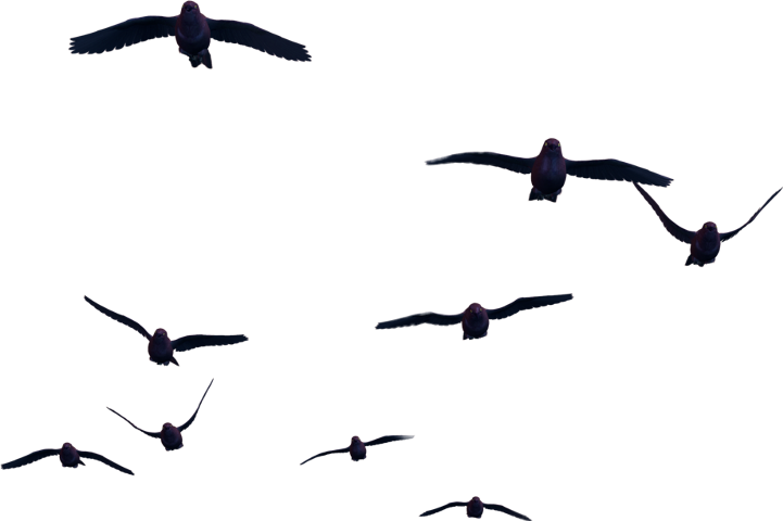 Fly Bird Transparent Png (721x480), Png Download